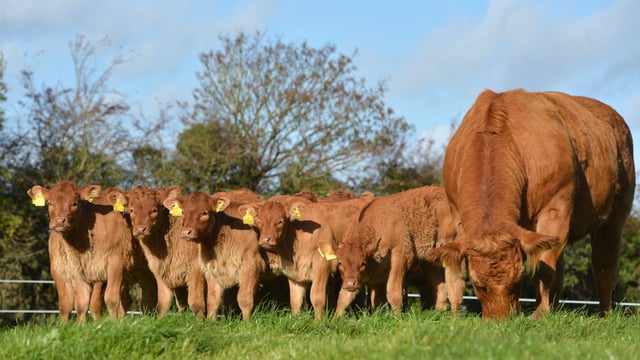 What’s involved with embryo transfer in cattle?
