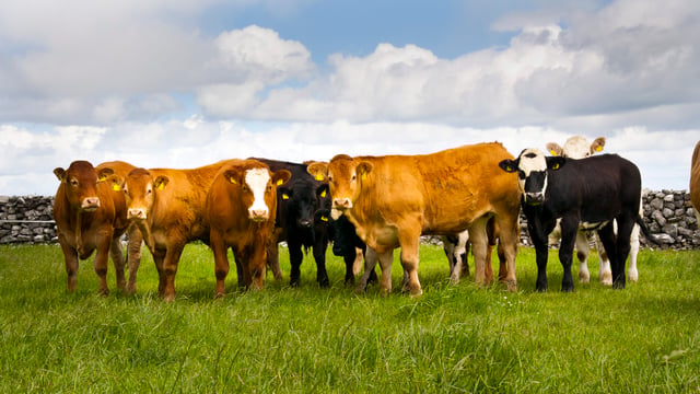 Sourcing replacement females this spring for a suckler herd