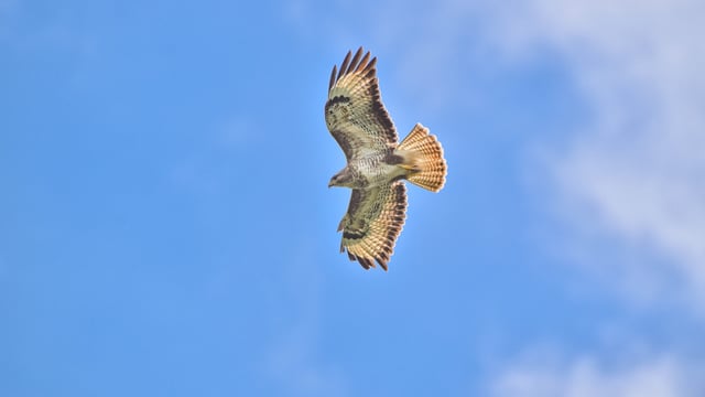 NFU Cymru welcomes High Court ruling on general licences for bird control