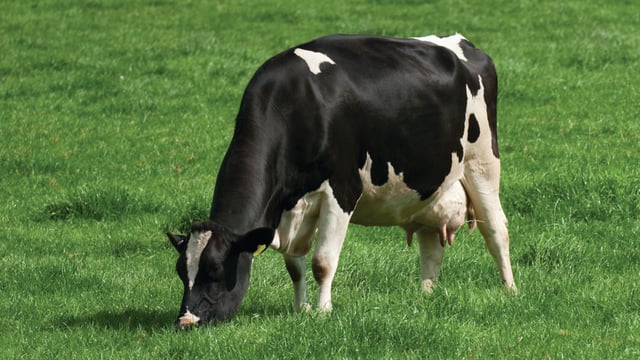 British dairy production set to rise in 2025 – AHDB