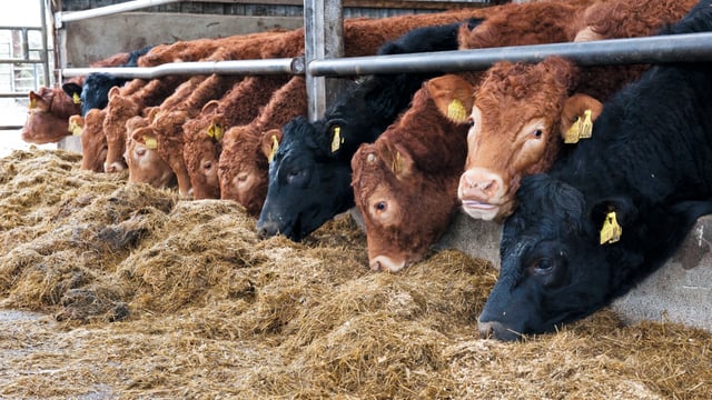 Prices remain steady in Northern Ireland this week
