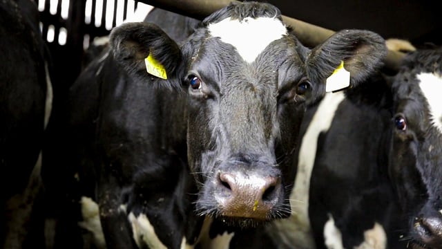 Dispersal sale of dairy herd receives top price of €2,930