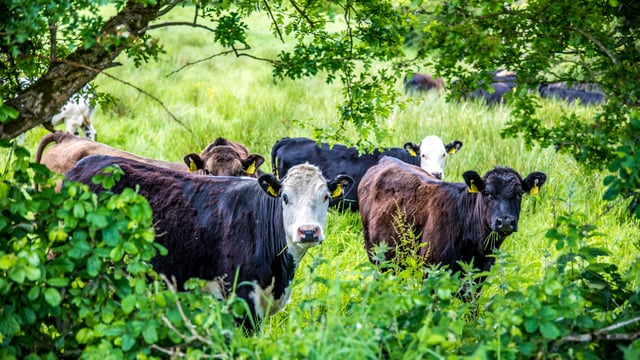 Winners of NI farming for climate change competition announced