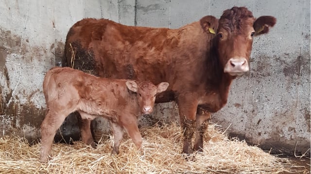 Is your farm prepared for a caesarean section?
