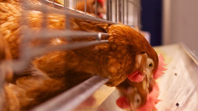NFU welcomes mandatory housing order