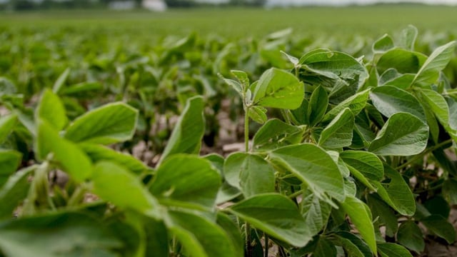 World feed production up 1% in 2020