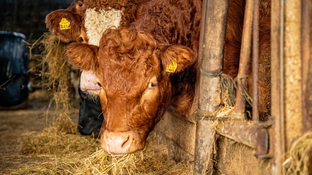 Beef prices strengthen again in Northern Ireland