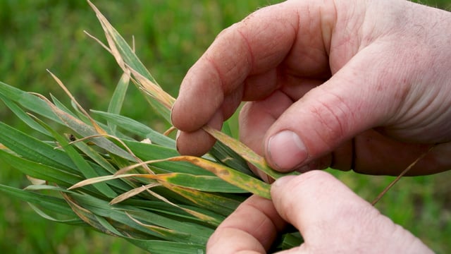 Rust monitoring: ‘We need farmers to play their part’ – AHDB