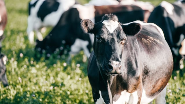 Soya feed alternative scoops Royal Dairy Innovation Award