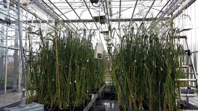 Almost €3m for research project on oats