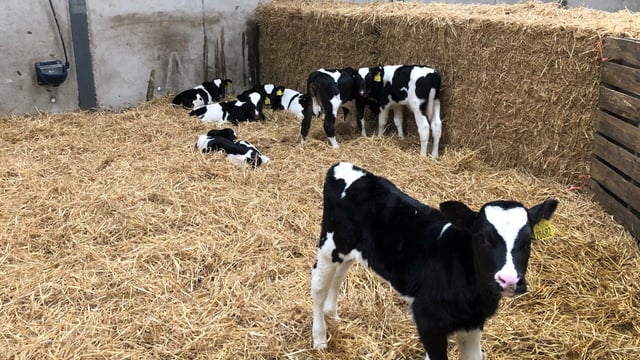 AHDB calf pneumonia webinar to feature vet experts