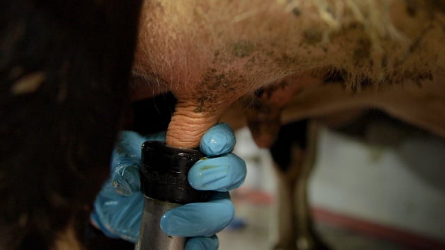 Avoiding E.coli mastitis in freshly-calved cows