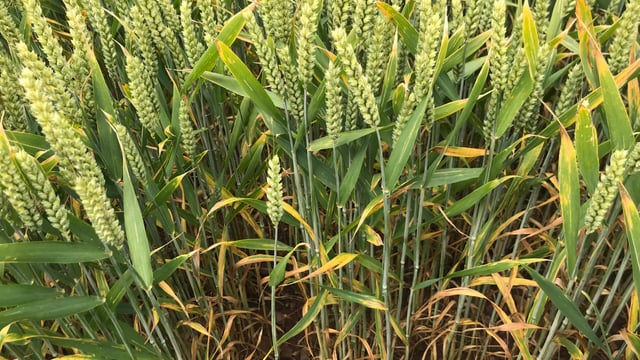 Can biofungicides deliver effective crop protection?