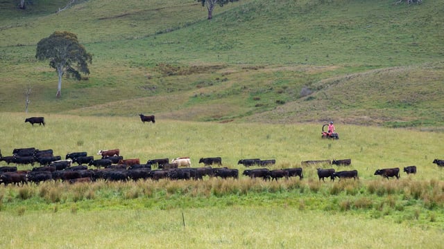 How an Australian cattle rancher sold Microsoft $500,000 of carbon credits