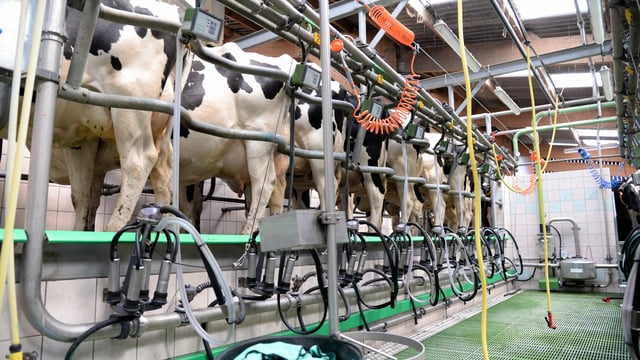 A chlorine-free wash programme for robots, milking equipment and bulk milk tanks