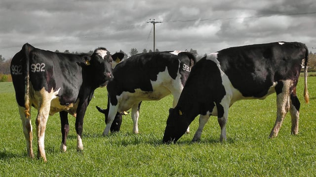 Calving at 24 months for optimum economic and lifetime performance