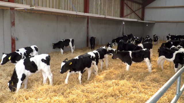 Are you feeding calves enough milk to obtain maximum growth rates?