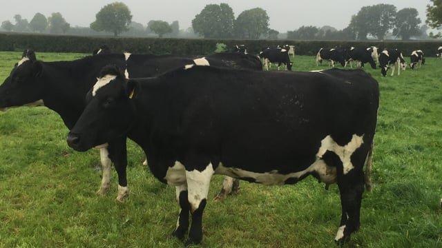 Don’t forget to monitor BSC post calving