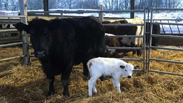 Successful embryo transfer gives hope for one of the UK’s rarest semi-wild cattle breeds