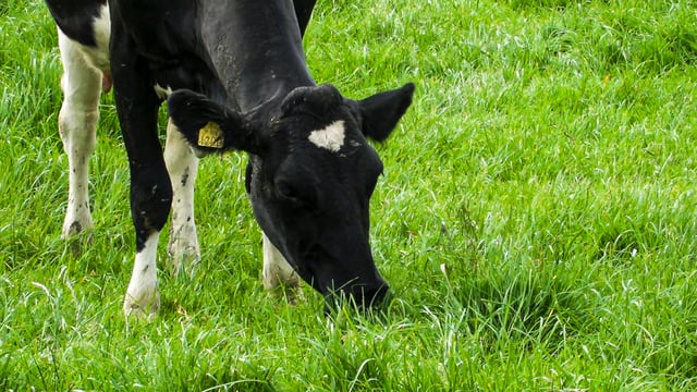 NI suppliers call for Lakeland and Dale Farm to follow Glanbia in solids-based pricing