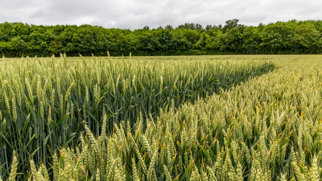Rock weathering produces up to 20.5% higher crop yield – study