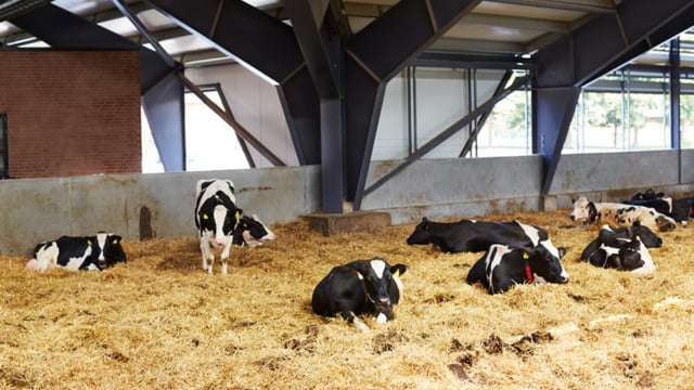 Helping break the cycle of disease at calving with effective biosecurity