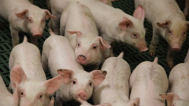 Danish Pig Genetics develops genomic evaluation system for breeding