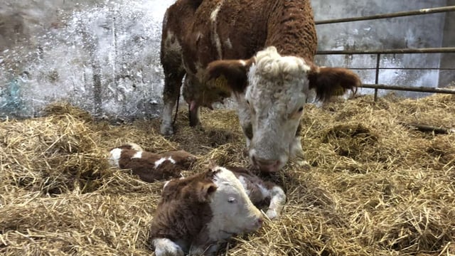 Keeping on top of hygiene during the calving season