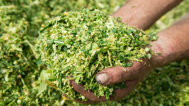 Test maize silage to unlock bypass starch benefit
