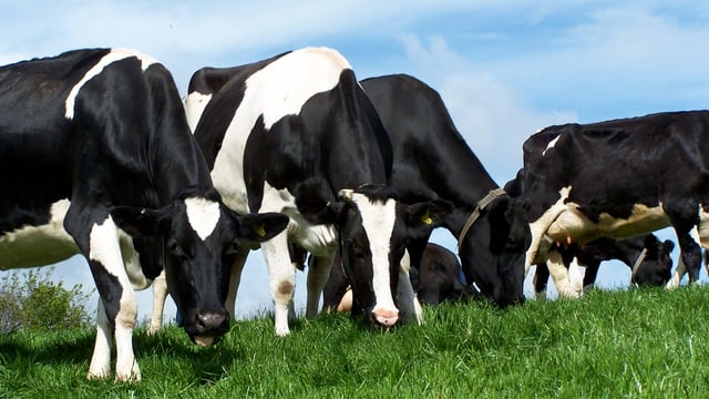Dairy tips: Think value not price when planning for spring turnout