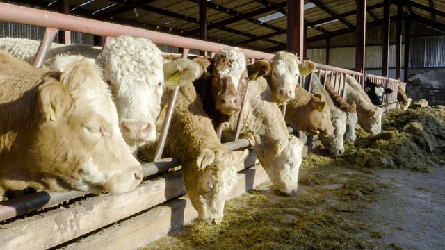 Feed storage cleaning is ‘vital’ to reduce risk of mad cow disease