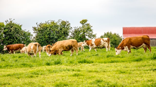 Wales: Consultation launched on BVD-eradication scheme