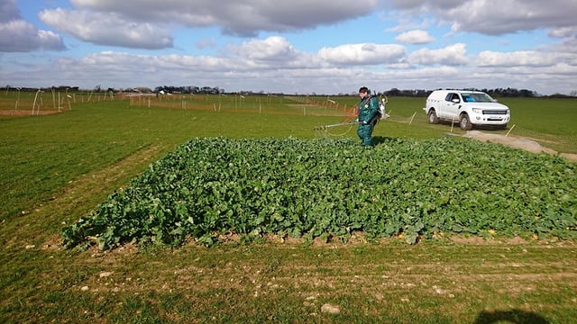 Cereals 2021 crop plots have wintered well ahead of planned show