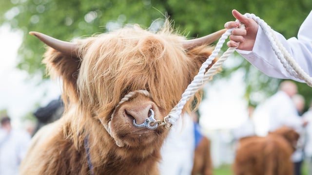 RHASS announce next generation judges for Royal Highland Showcase