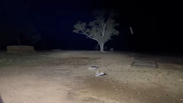 Video: Aussie farmers seek urgent action to combat ‘mice plague’