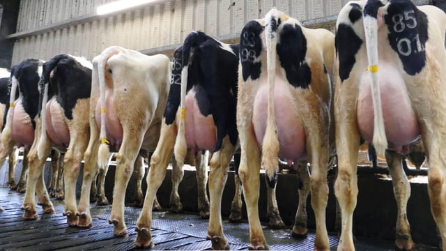 Carnaross dairy sale see prices reach €3,520