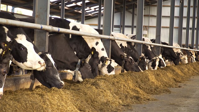How can subclinical mineral deficiency occur post-calving?