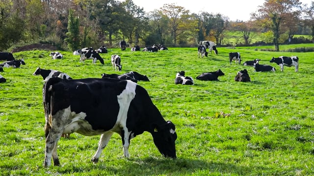 NI and ROI join European dairy resilience project