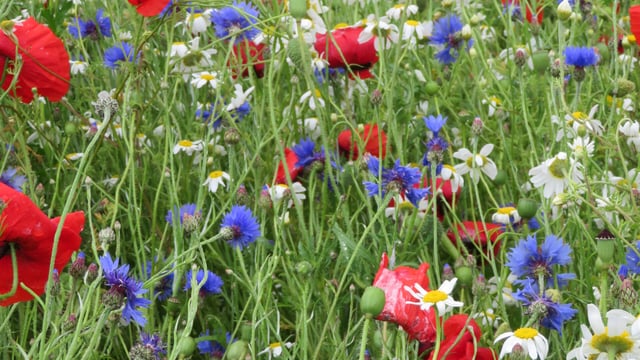 Last chance for farmers in the Midlands to apply for on-farm biodiversity grant