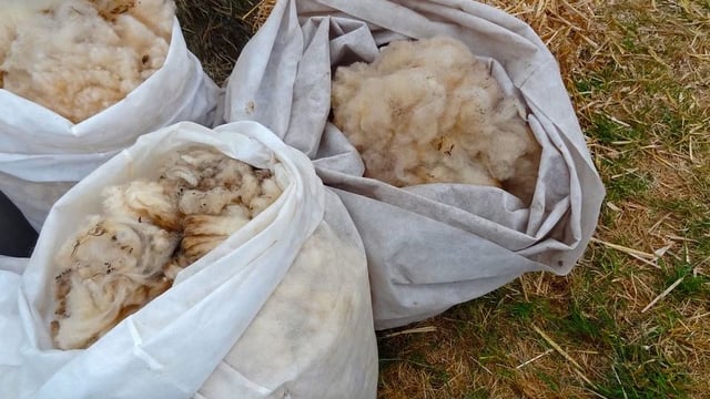 First ‘European Wool Day’ to be held this Friday