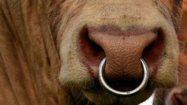 NI research to investigate link between stock genetics and temperament
