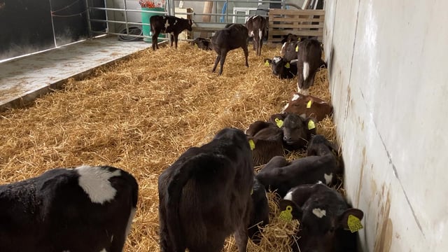 Are you having issues with calf scour?