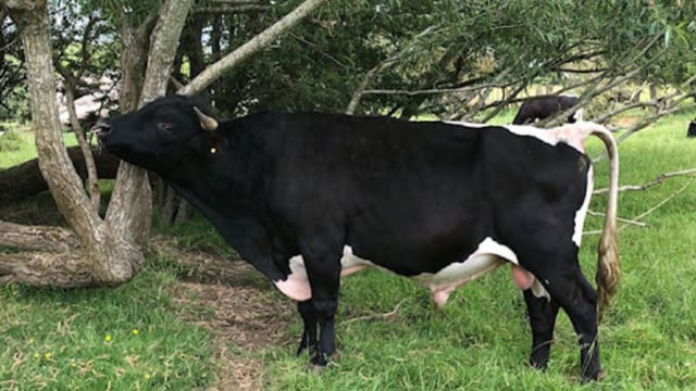 RBST Watchlist: 75 of the UK’s rarest breeds listed as ‘high priority’