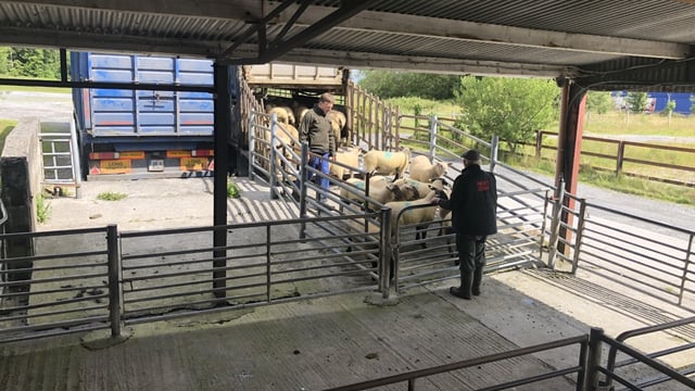 Northern sheep trade: Average hogget and spring lamb prices rise
