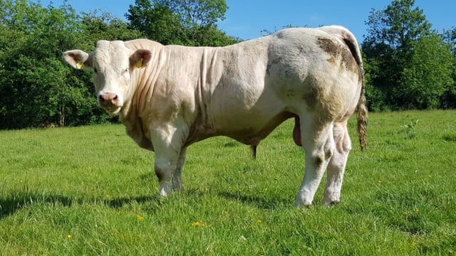 10 Top Tips: Managing a stock bull this breeding season
