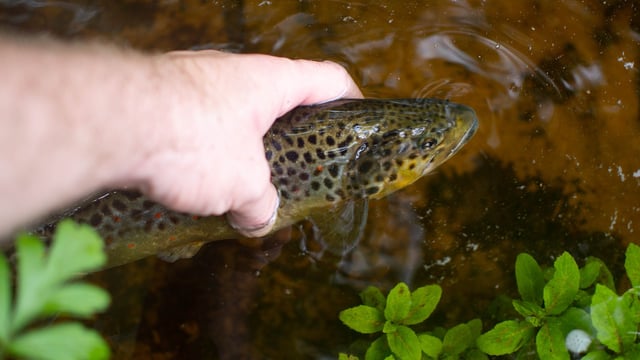 Tyrone river pollution incident believed to have originated on a farm