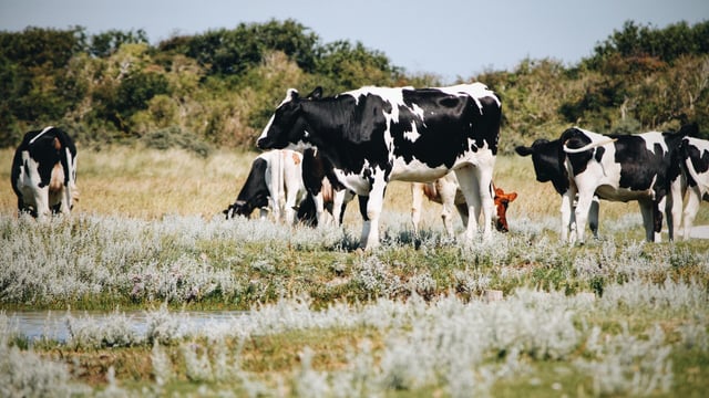 UK dairy farmers looking to buy British milk replacer for their calves