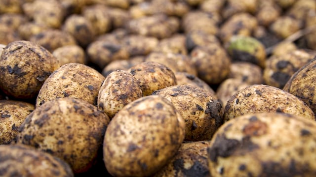Residual potato levy reserves to fund 7 industry projects