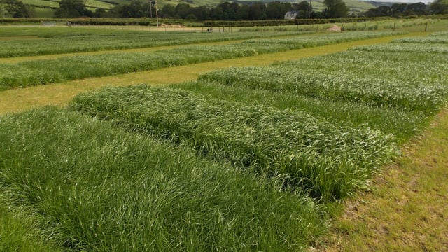 Using new technology to fill feed gap
