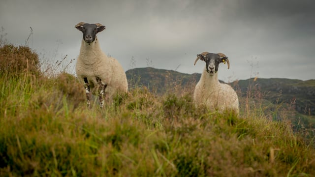 Upland Sheep Scheme payments to commence today
